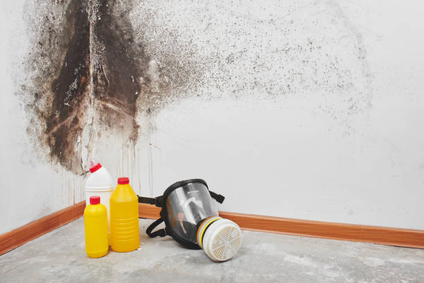 Best Professional Mold Removal  in Sandwich, IL