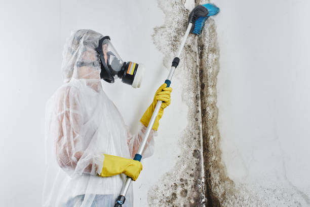 Best Mold Cleaning Services  in Sandwich, IL