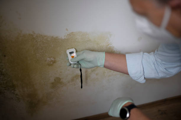 Best Black Mold Removal  in Sandwich, IL