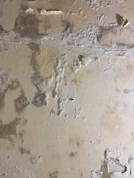 Attic Mold Removal in Sandwich, IL
