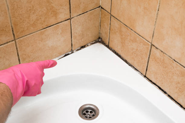 Trusted Sandwich, IL Mold Removal Experts