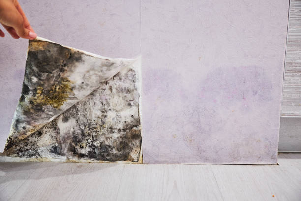 Best Certified Mold Removal  in Sandwich, IL